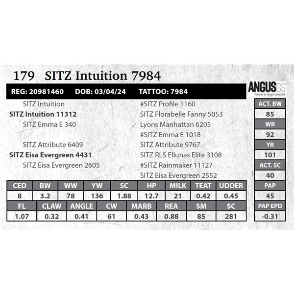 SITZ Intuition 7984