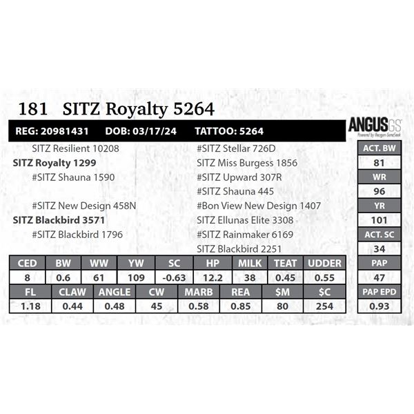 SITZ Royalty 5264
