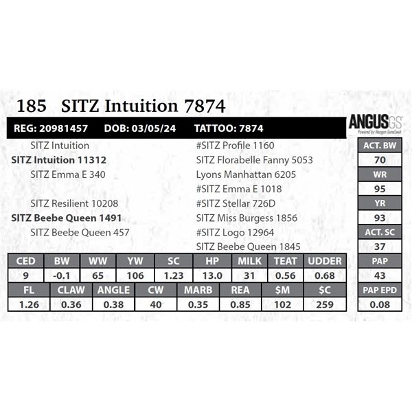 SITZ Intuition 7874