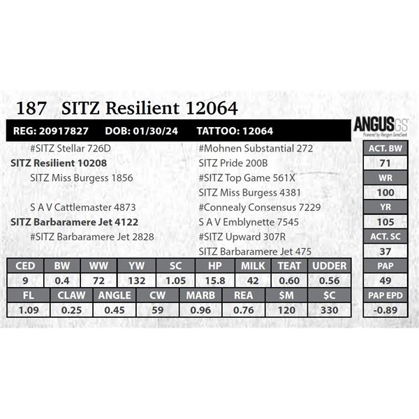 SITZ Resilient 12064