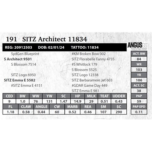 SITZ Architect 11834