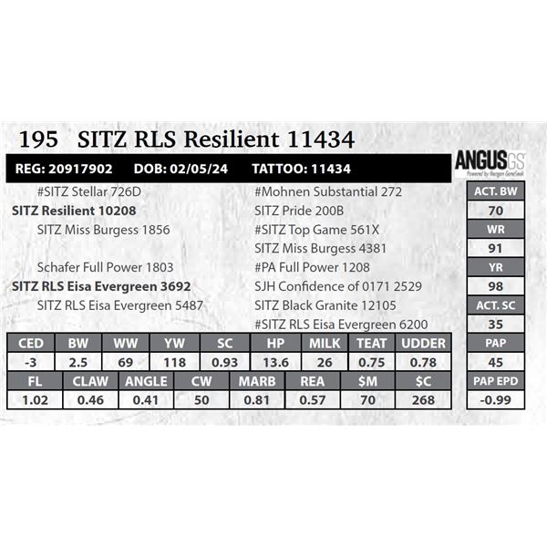 SITZ RLS Resilient 11434