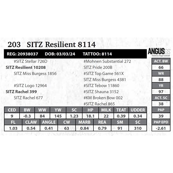 SITZ Resilient 8114