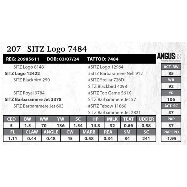 SITZ Logo 7484