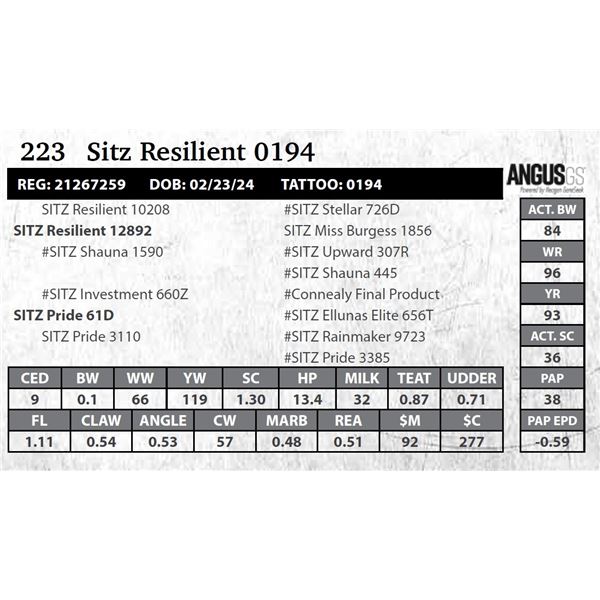 Sitz Resilient 0194