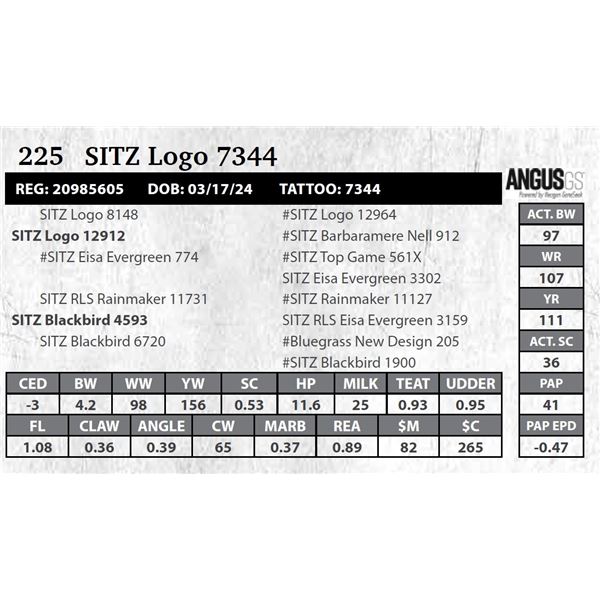 SITZ Logo 7344