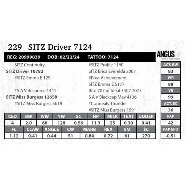 SITZ Driver 7124