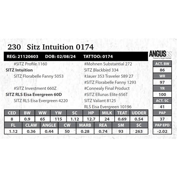 Sitz Intuition 0174