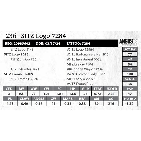 SITZ Logo 7284
