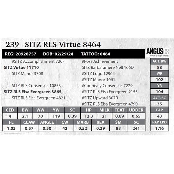 SITZ RLS Virtue 8464