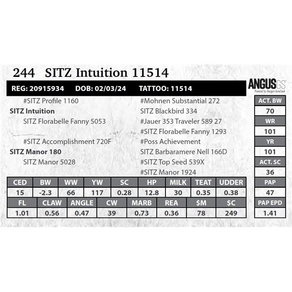 SITZ Intuition 11514