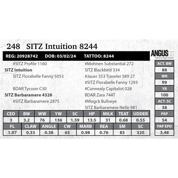 SITZ Intuition 8244