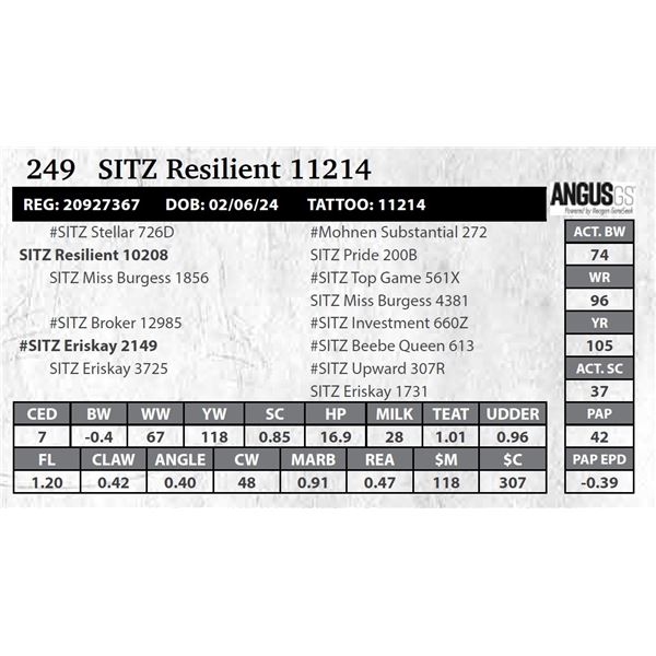 SITZ Resilient 11214