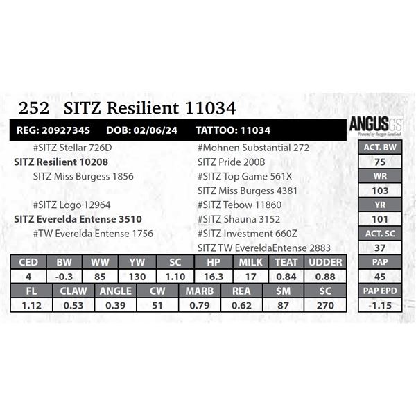 SITZ Resilient 11034