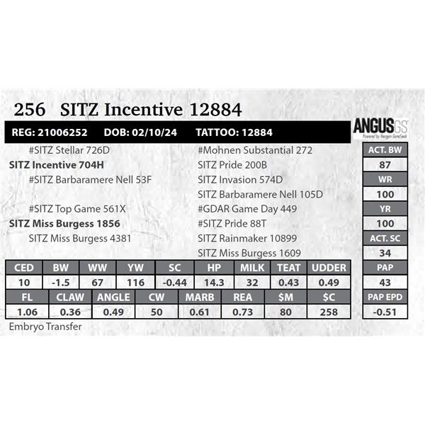 SITZ Incentive 12884