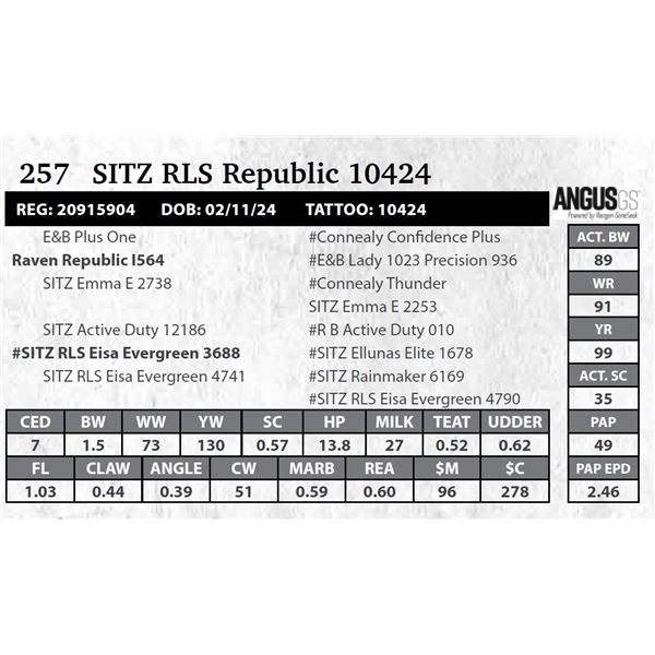 SITZ RLS Republic 10424