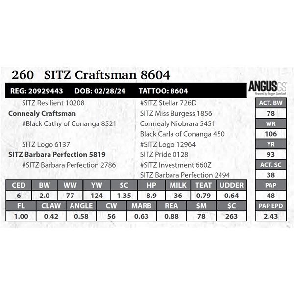 SITZ Craftsman 8604