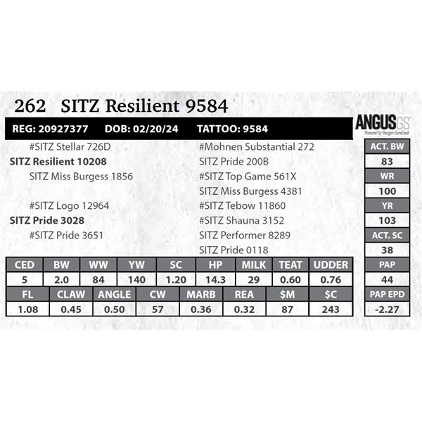SITZ Resilient 9584