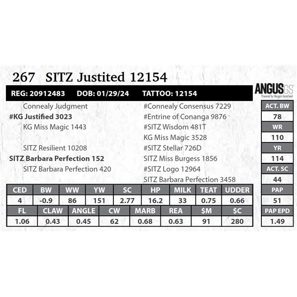 SITZ Justited 12154
