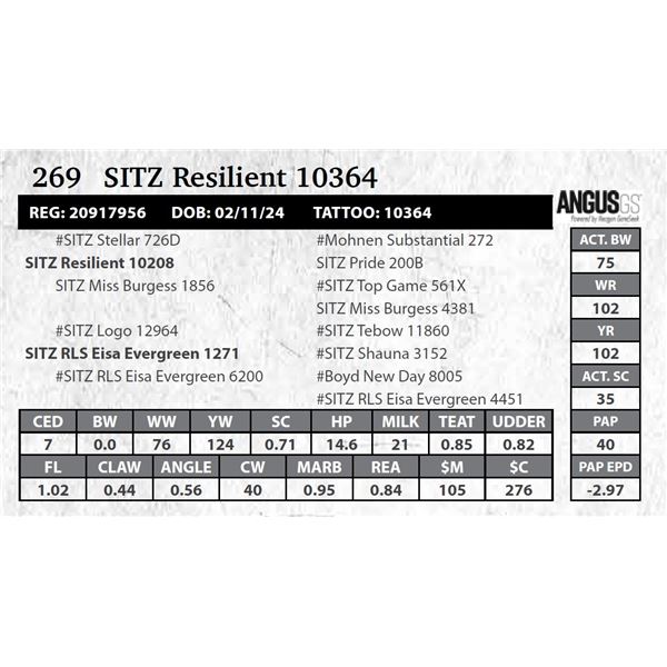 SITZ Resilient 10364