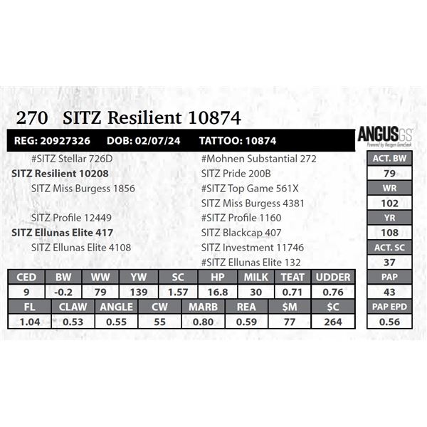 SITZ Resilient 10874