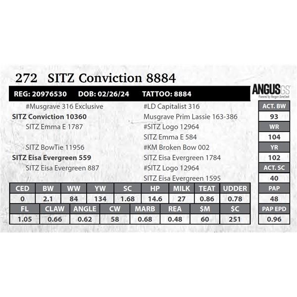 SITZ Conviction 8884