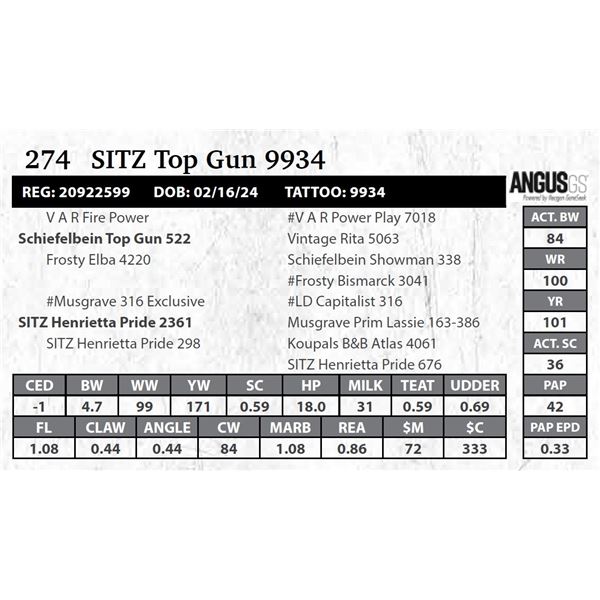 SITZ Top Gun 9934
