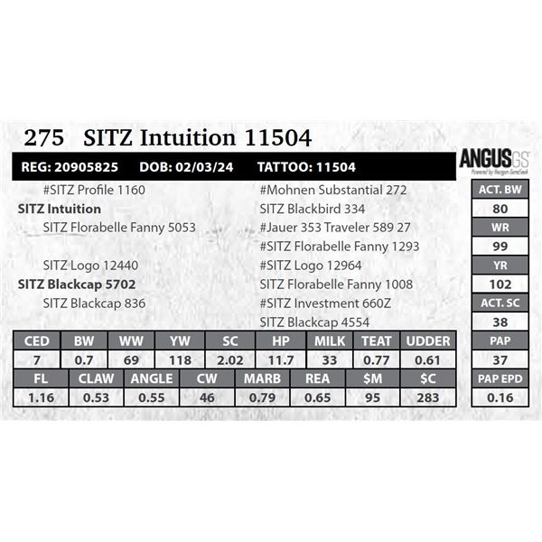 SITZ Intuition 11504