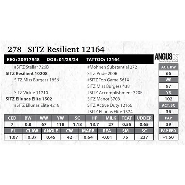 SITZ Resilient 12164