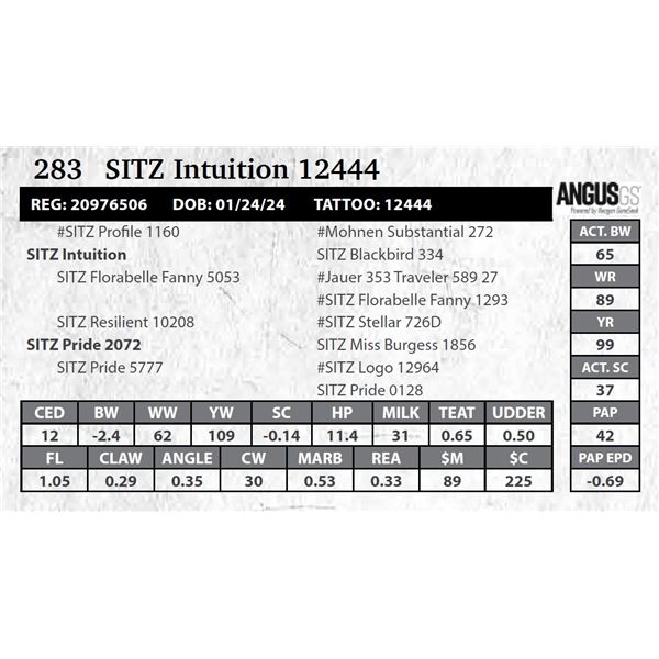 SITZ Intuition 12444