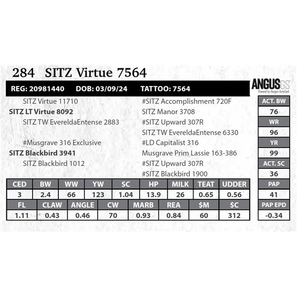 SITZ Virtue 7564