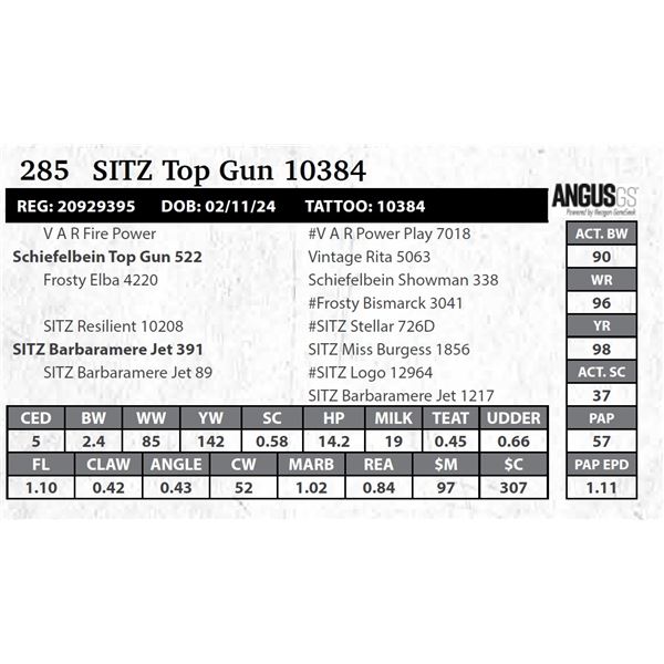 SITZ Top Gun 10384