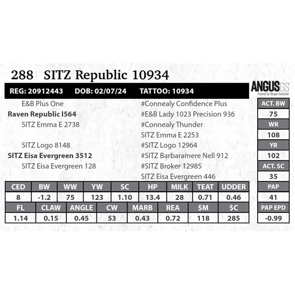SITZ Republic 10934