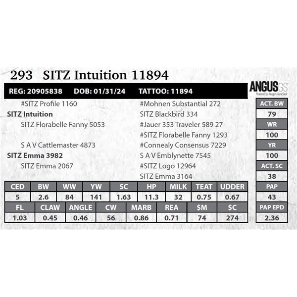 SITZ Intuition 11894