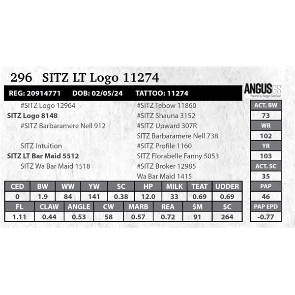 SITZ LT Logo 11274