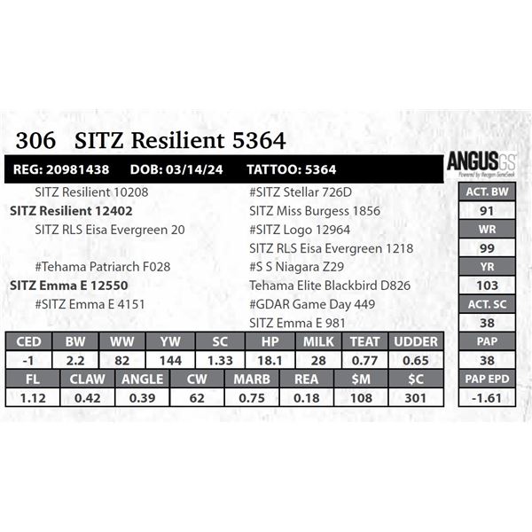 SITZ Resilient 5364