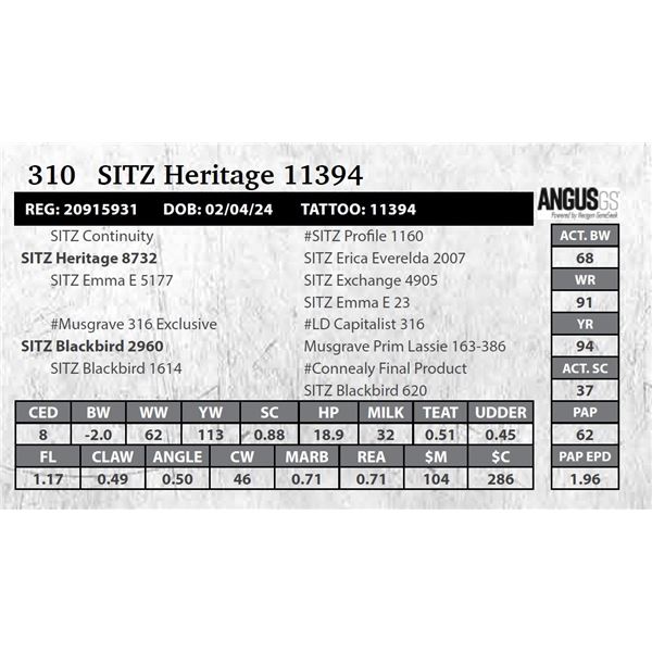 SITZ Heritage 11394