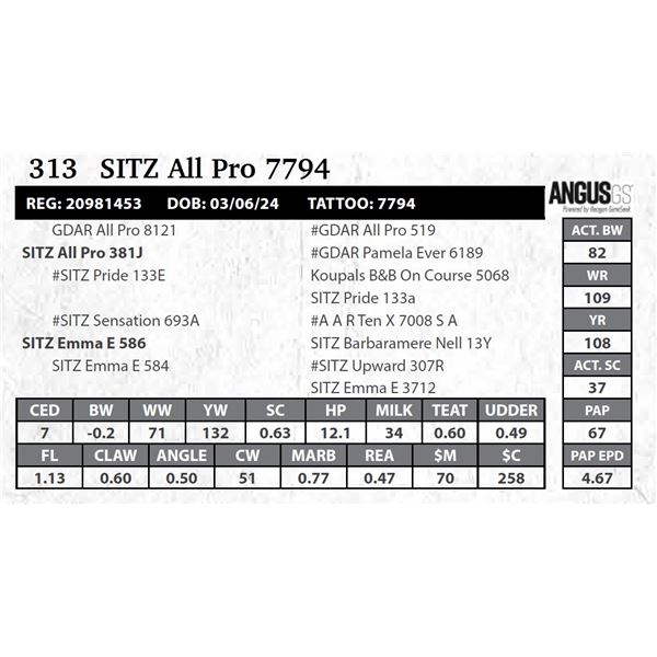 SITZ All Pro 7794