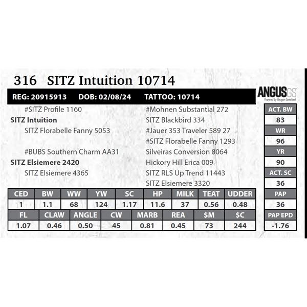 SITZ Intuition 10714