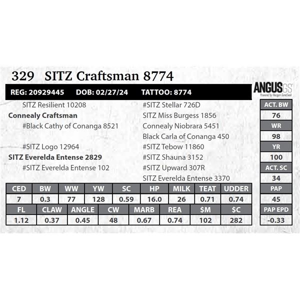 SITZ Craftsman 8774