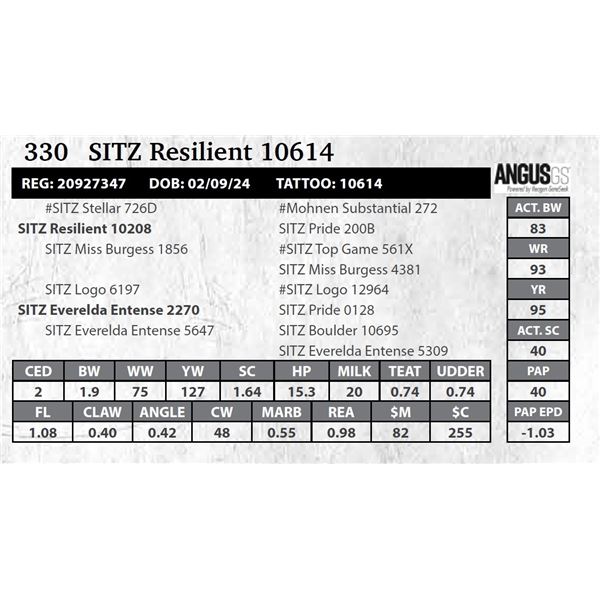 SITZ Resilient 10614