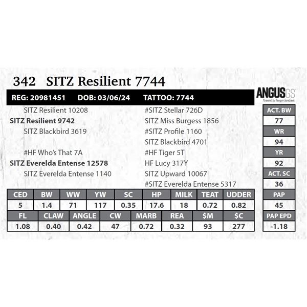 SITZ Resilient 7744