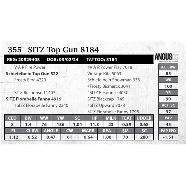 SITZ Top Gun 8184