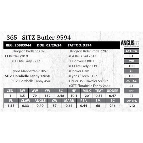 SITZ Butler 9594
