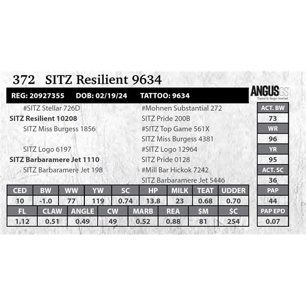 SITZ Resilient 9634