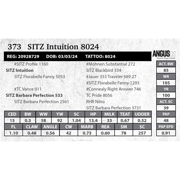 SITZ Intuition 8024