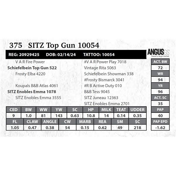 SITZ Top Gun 10054