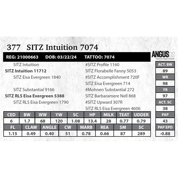 SITZ Intuition 7074
