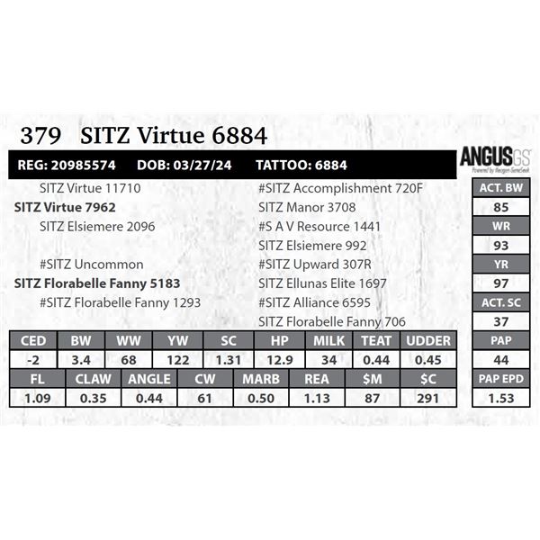 SITZ Virtue 6884