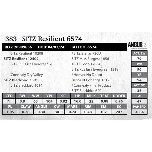 SITZ Resilient 6574
